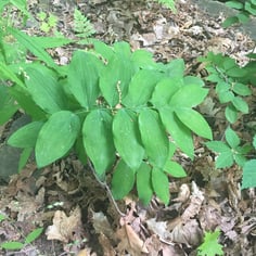 Downy Solomon's Seal 3