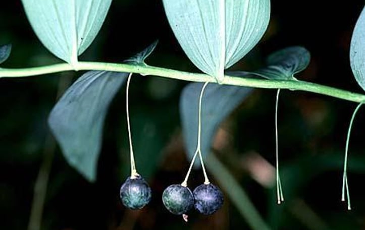 Solomon's Seal