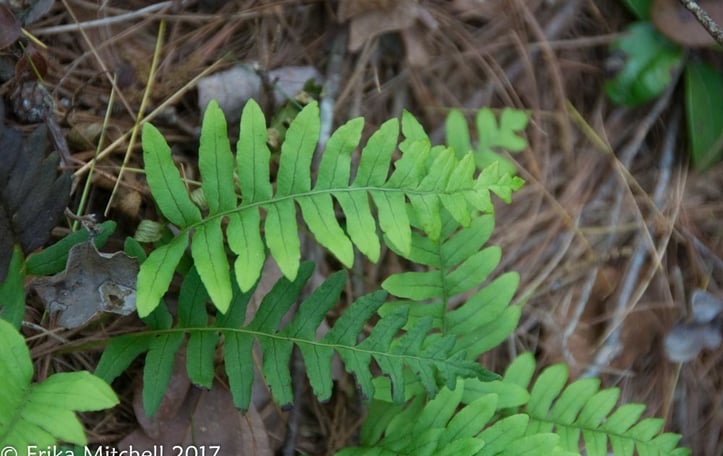 Appalachian Polypody