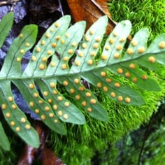 Appalachian Polypody 2