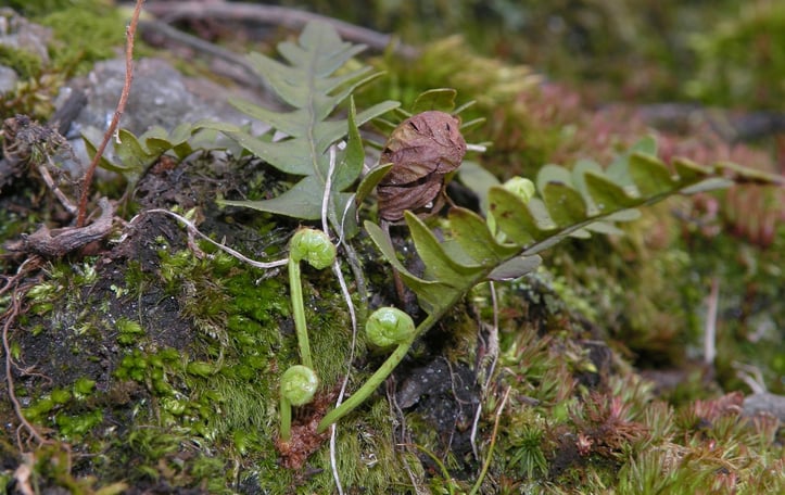 American wall fern