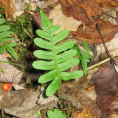 American wall fern 2