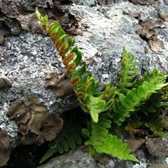 American wall fern 3
