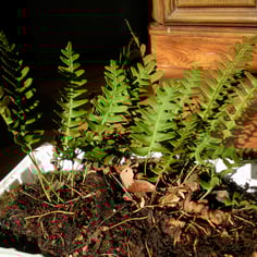 American wall fern 4