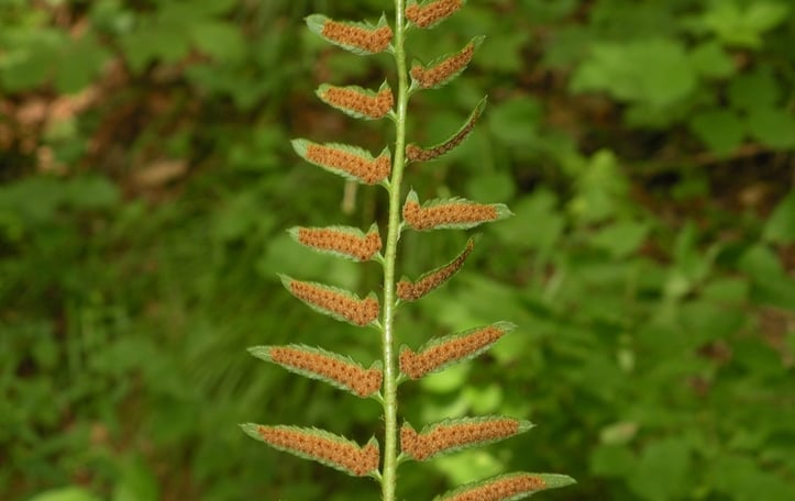 Polystichum