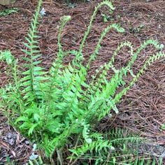Polystichum 2
