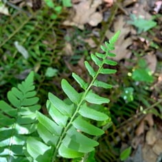 Polystichum 3