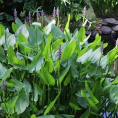 Pickerelweed 2