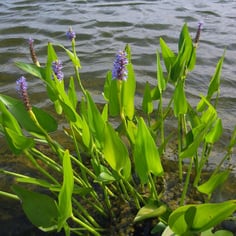 Pickerelweed 3