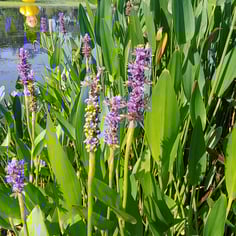 Pickerelweed 4