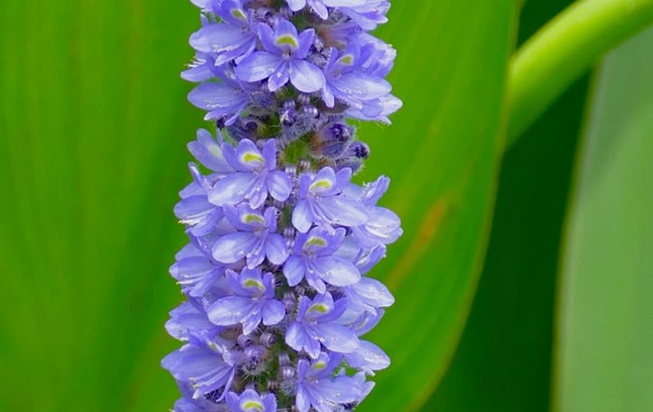 Pickerelweed