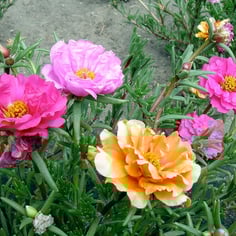 Moss Rose 2