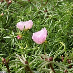Moss Rose 4