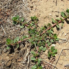 Common Purslane 2