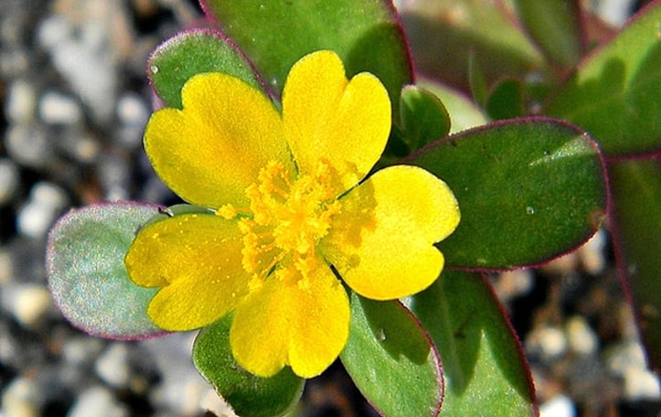 Common Purslane