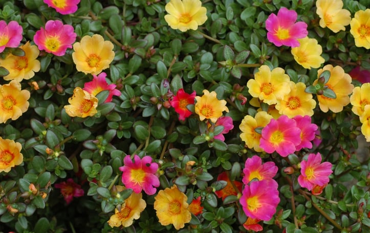 Moss Rose