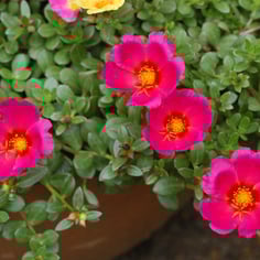 Moss Rose 2