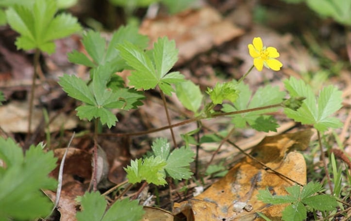 Dwarf Cinquefoil