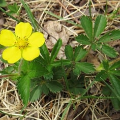 Dwarf Cinquefoil 2