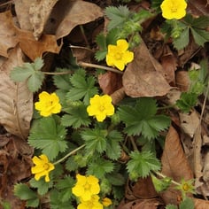 Dwarf Cinquefoil 3