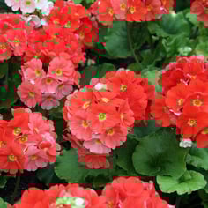 German Primrose 2