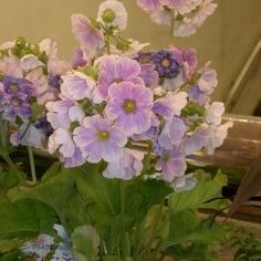 German Primrose 3