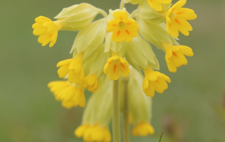 Cowslip Primrose