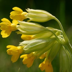 Cowslip Primrose 2