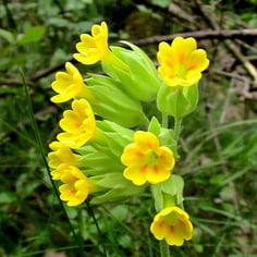 Cowslip Primrose 3