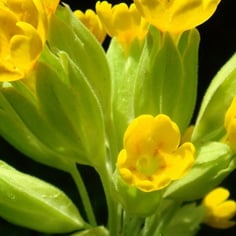Cowslip Primrose 4