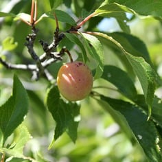 American Plum 2