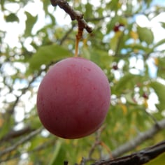 American Plum 3