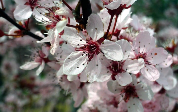 Atropurpurea Flowering Plum