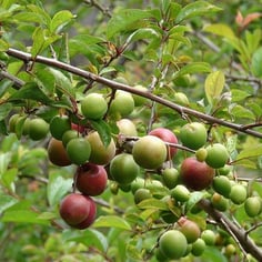Cherry Plum 3