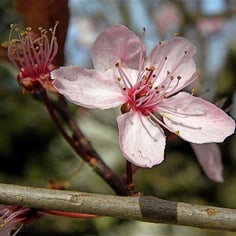 Cherry Plum 2