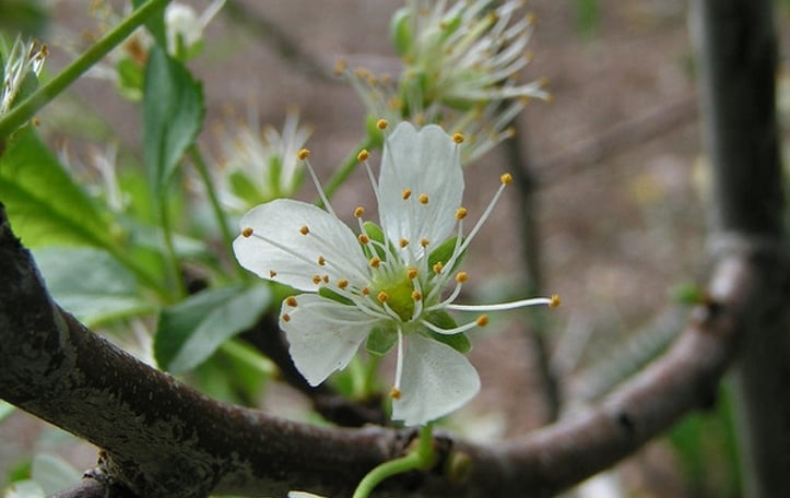 Dwarf Plum
