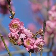 Japanese Apricot 2