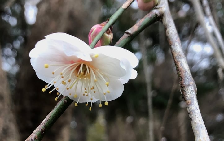 Japanese Apricot