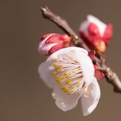 Japanese Apricot 4