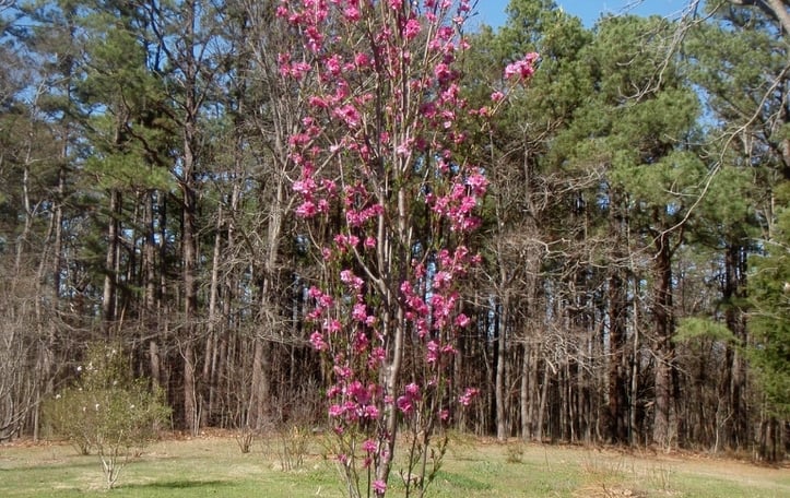 Corinthian Peach Cultivars