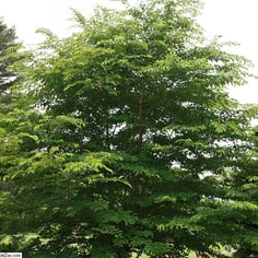 Akebono Yoshino Cherry 3