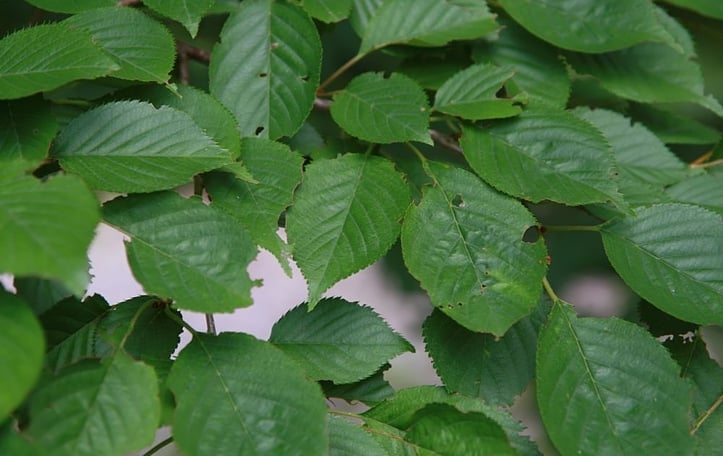 Akebono Yoshino Cherry