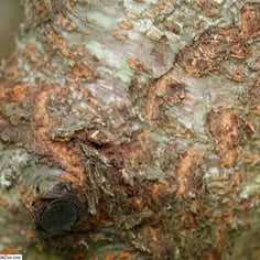 Akebono Yoshino Cherry 2