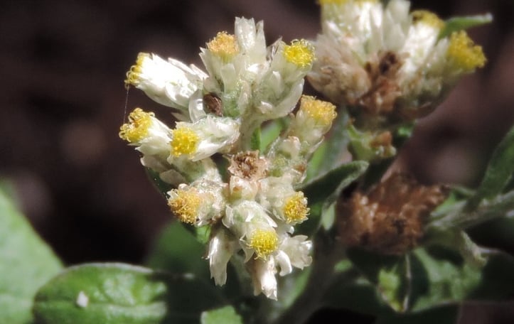 Cudweed
