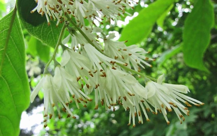 Little Epaulettetree