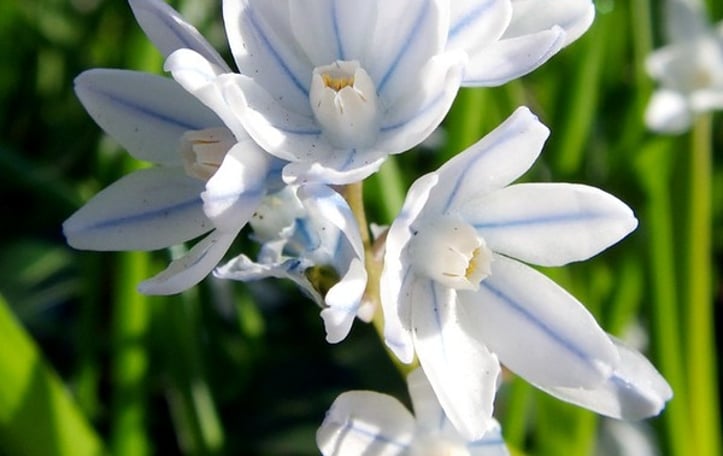 Lebanon squill