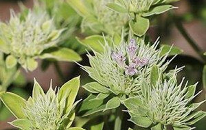 Appalachian Mountain Mint