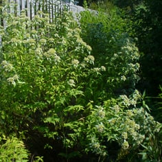 Mountain mint 3