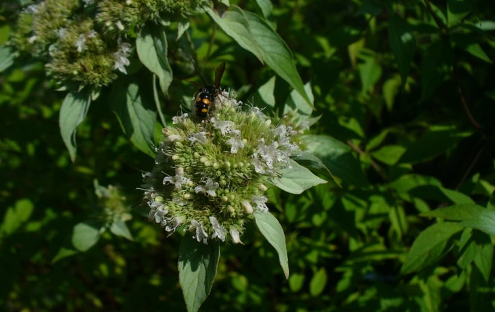 Mountain mint