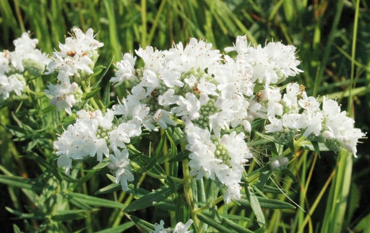 American Mountain Mint